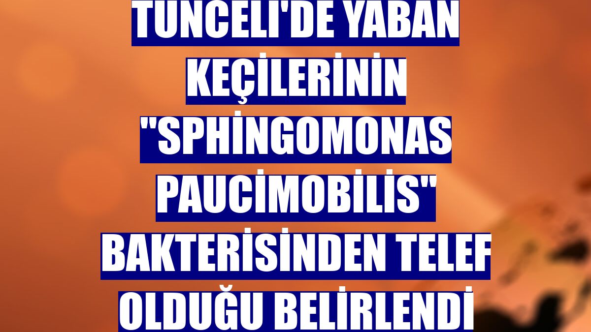 Tunceli'de yaban keçilerinin "sphingomonas paucimobilis" bakterisinden telef olduğu belirlendi