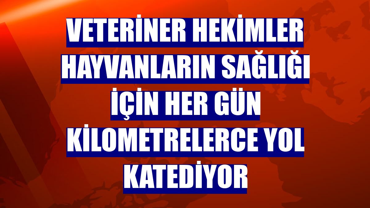 Veteriner hekimler hayvanların sağlığı için her gün kilometrelerce yol katediyor