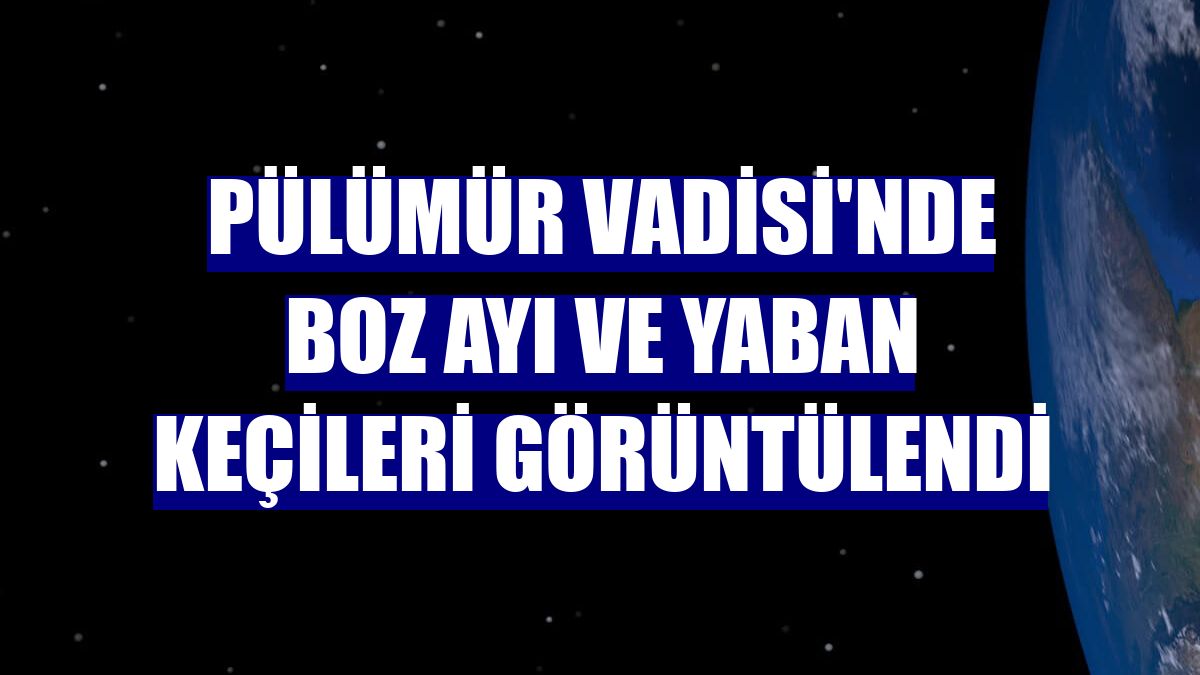Pülümür Vadisi'nde boz ayı ve yaban keçileri görüntülendi