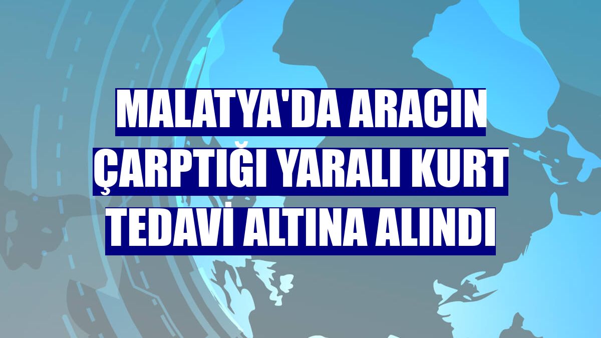 Malatya'da aracın çarptığı yaralı kurt tedavi altına alındı