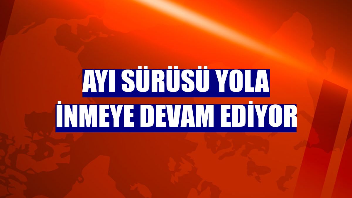 Ayı sürüsü yola inmeye devam ediyor