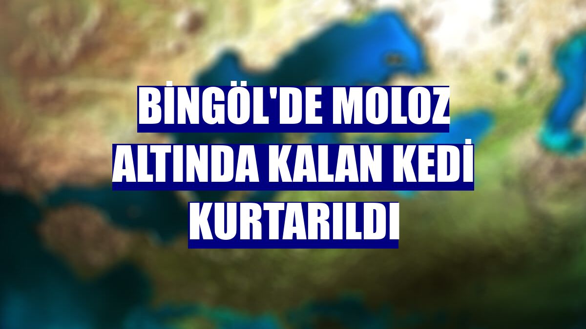 Bingöl'de moloz altında kalan kedi kurtarıldı