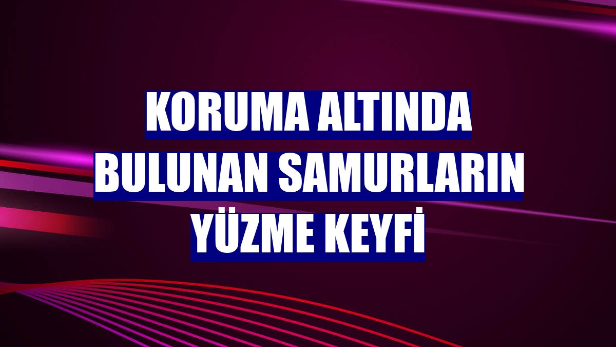 Koruma altında bulunan samurların yüzme keyfi