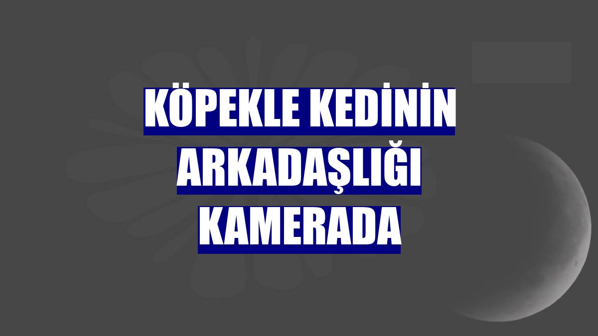 Köpekle kedinin arkadaşlığı kamerada