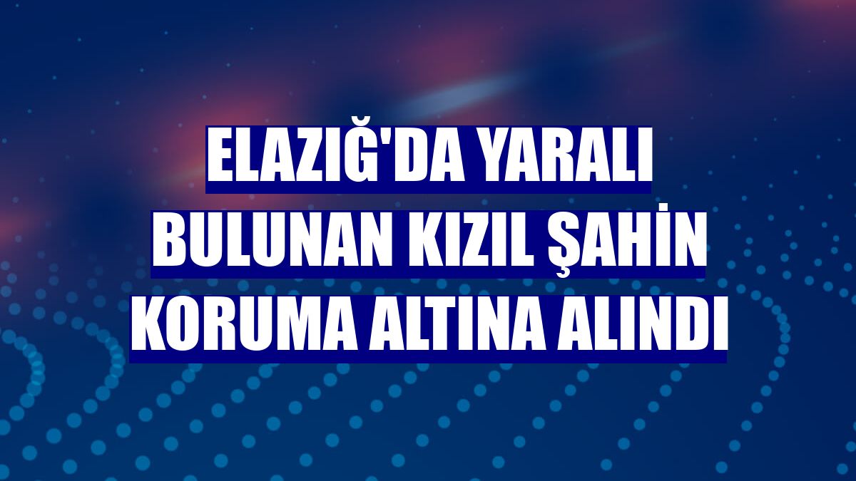 Elazığ'da yaralı bulunan kızıl şahin koruma altına alındı