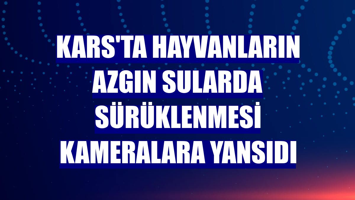 Kars'ta hayvanların azgın sularda sürüklenmesi kameralara yansıdı