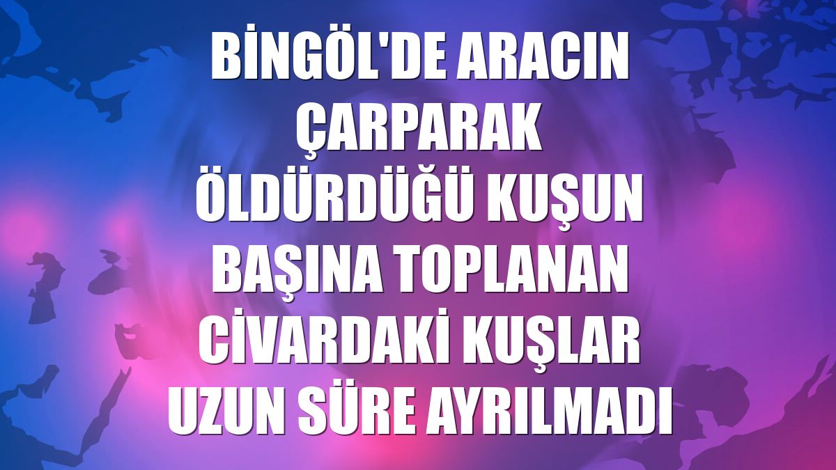 Bingöl'de aracın çarparak öldürdüğü kuşun başına toplanan civardaki kuşlar uzun süre ayrılmadı