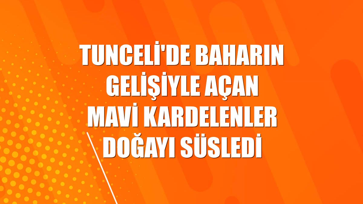 Tunceli'de baharın gelişiyle açan mavi kardelenler doğayı süsledi