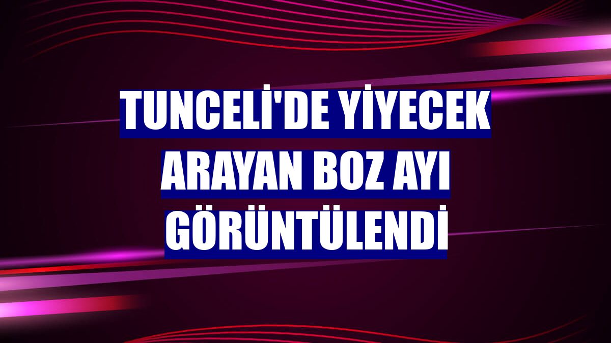 Tunceli'de yiyecek arayan boz ayı görüntülendi