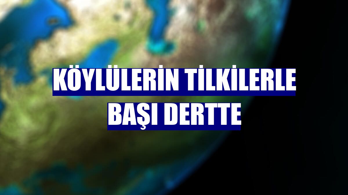 Köylülerin tilkilerle başı dertte