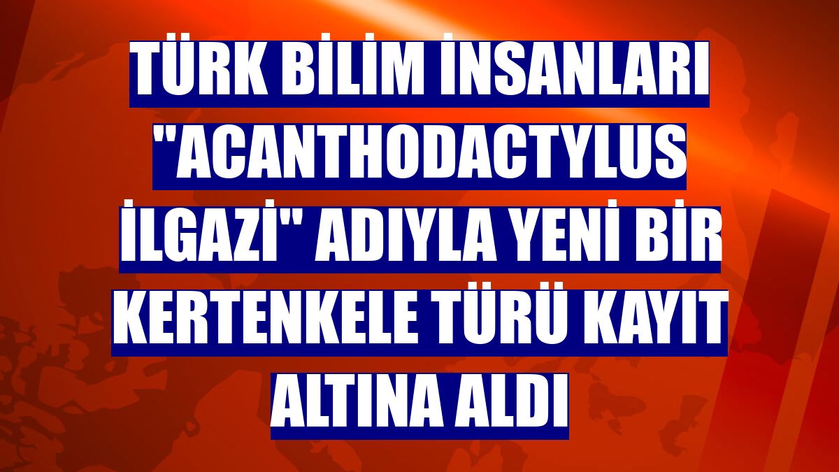 Türk bilim insanları "Acanthodactylus ilgazi" adıyla yeni bir kertenkele türü kayıt altına aldı