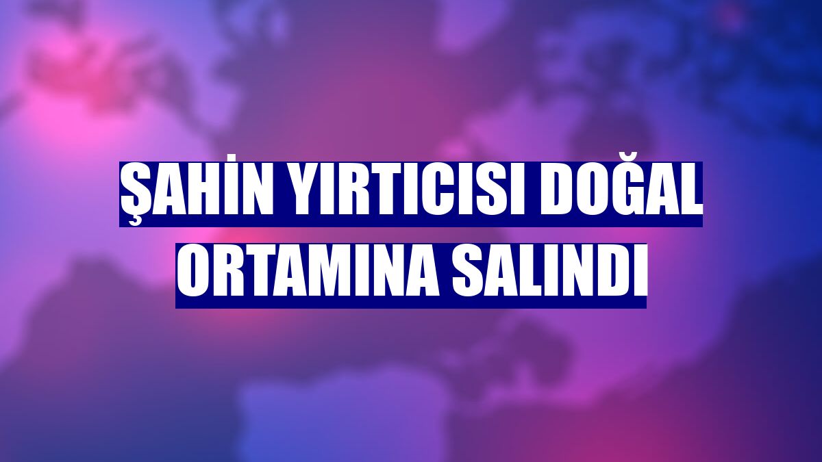 Şahin yırtıcısı doğal ortamına salındı