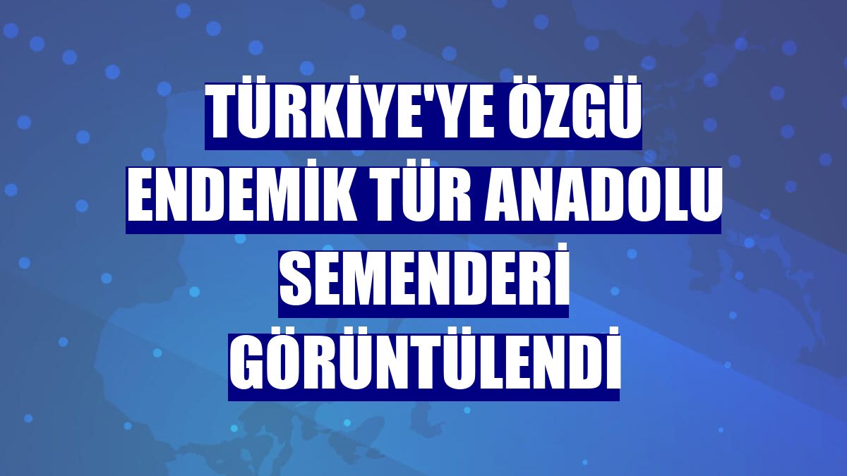 Türkiye'ye özgü endemik tür Anadolu semenderi görüntülendi
