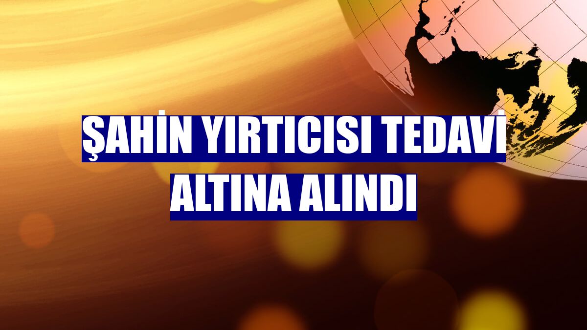 Şahin yırtıcısı tedavi altına alındı