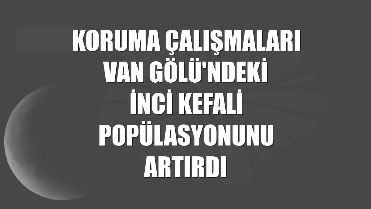 Koruma çalışmaları Van Gölü'ndeki inci kefali popülasyonunu artırdı