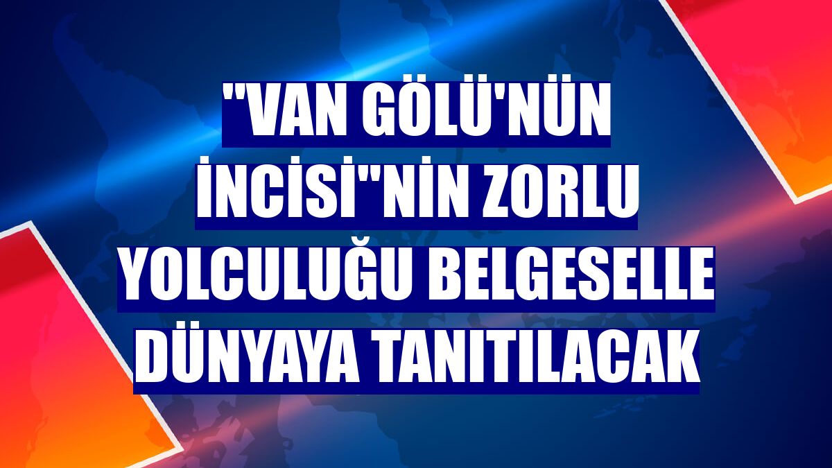 "Van Gölü'nün incisi"nin zorlu yolculuğu belgeselle dünyaya tanıtılacak