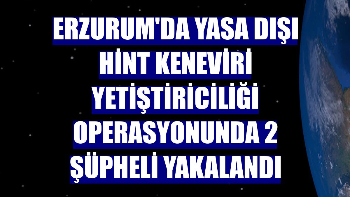 Erzurum'da yasa dışı Hint keneviri yetiştiriciliği operasyonunda 2 şüpheli yakalandı