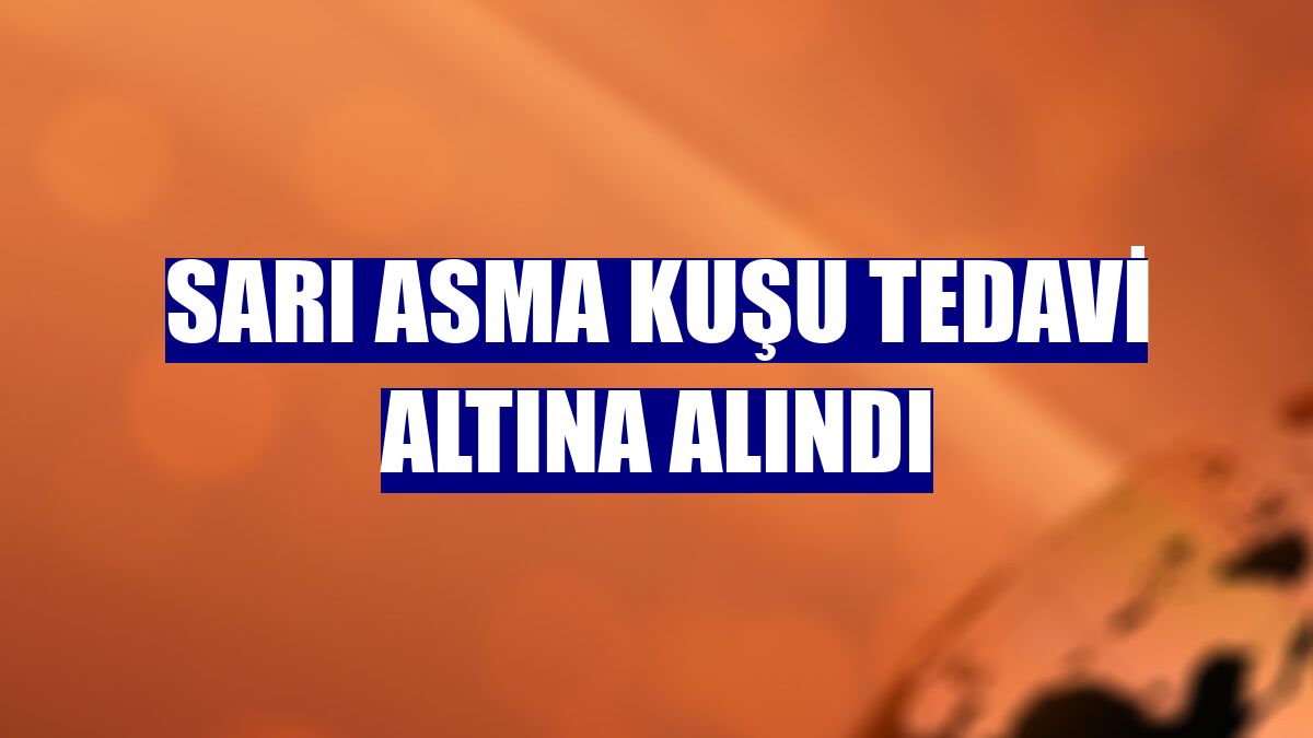 Sarı asma kuşu tedavi altına alındı