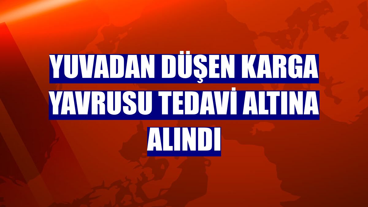 Yuvadan düşen karga yavrusu tedavi altına alındı