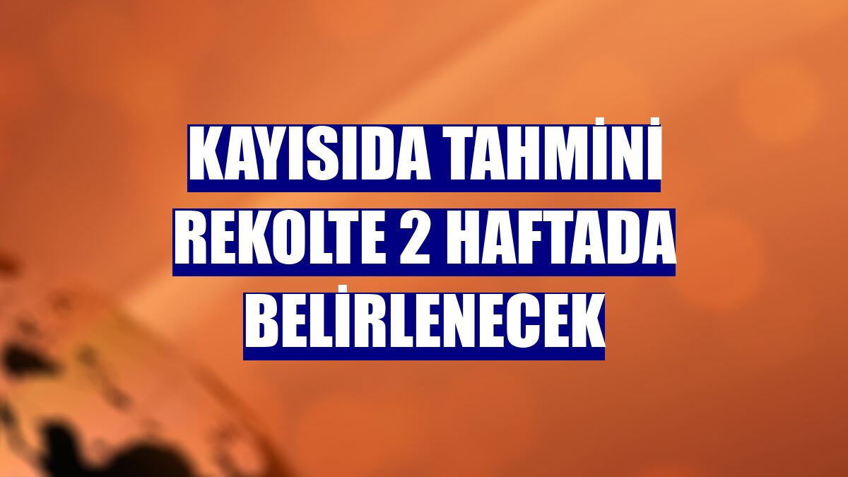Kayısıda tahmini rekolte 2 haftada belirlenecek