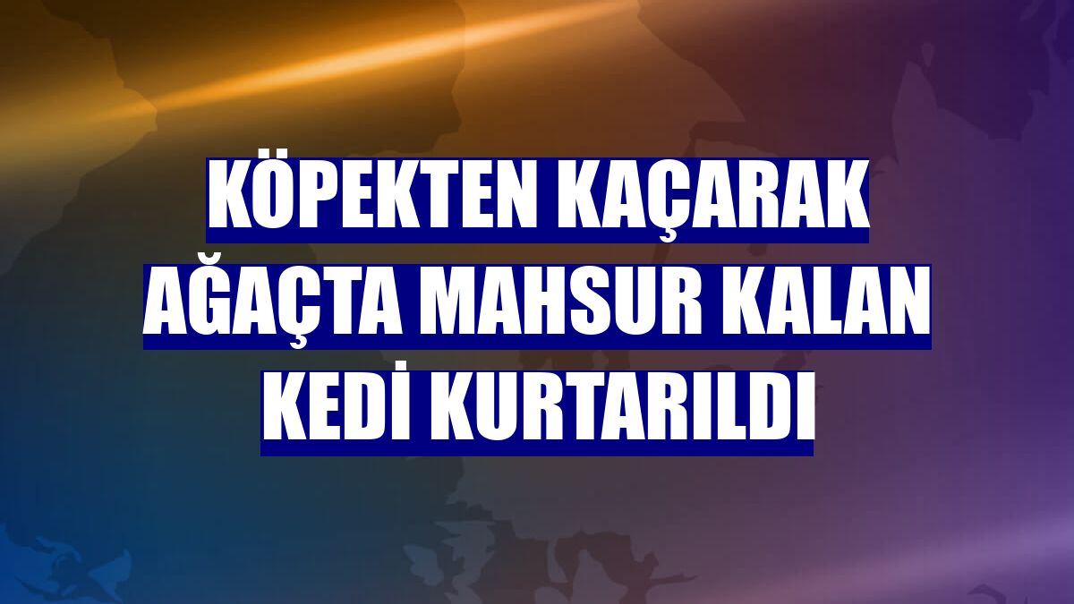 Köpekten kaçarak ağaçta mahsur kalan kedi kurtarıldı