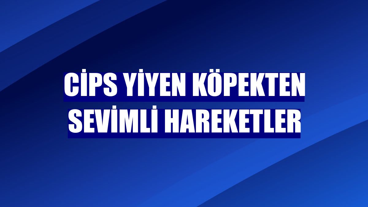 Cips yiyen köpekten sevimli hareketler