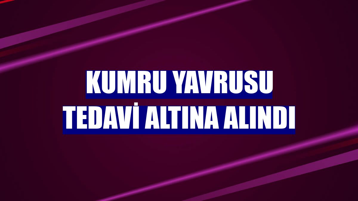 Kumru yavrusu tedavi altına alındı