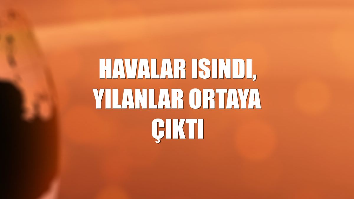 Havalar ısındı, yılanlar ortaya çıktı