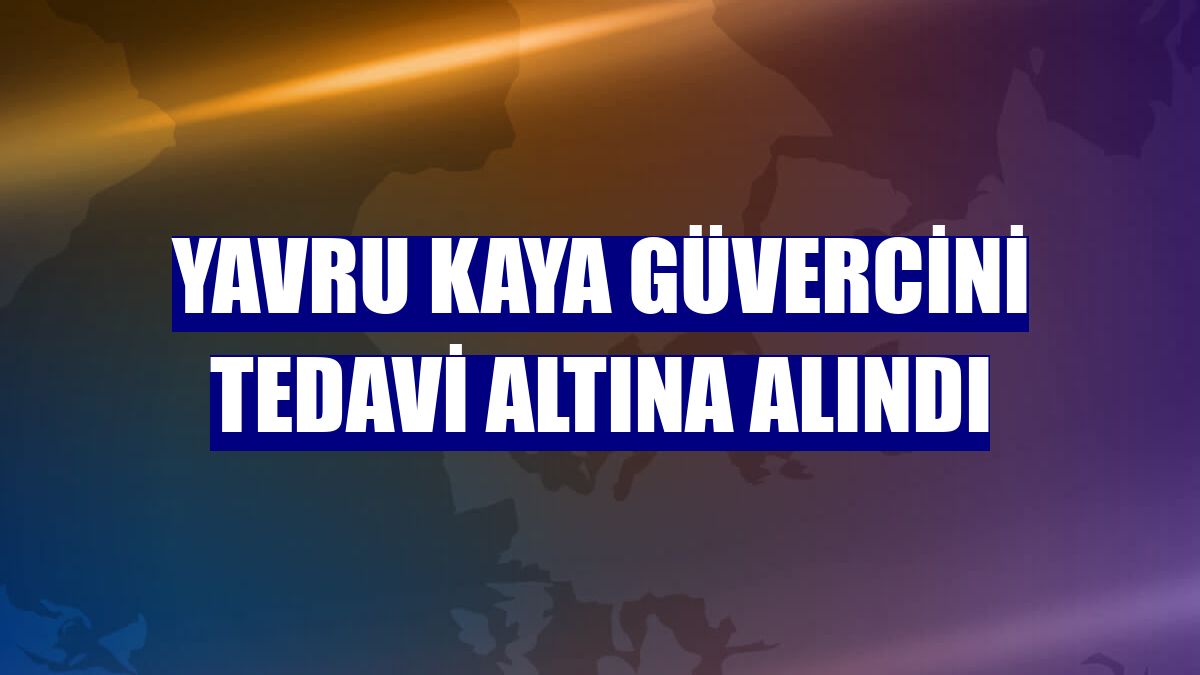 Yavru kaya güvercini tedavi altına alındı