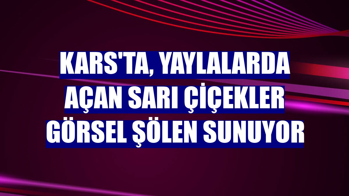 Kars'ta, yaylalarda açan sarı çiçekler görsel şölen sunuyor