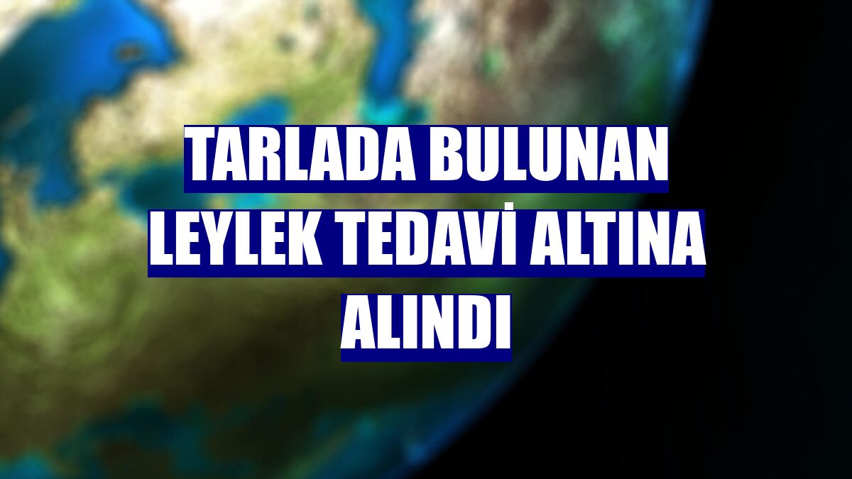 Tarlada bulunan leylek tedavi altına alındı