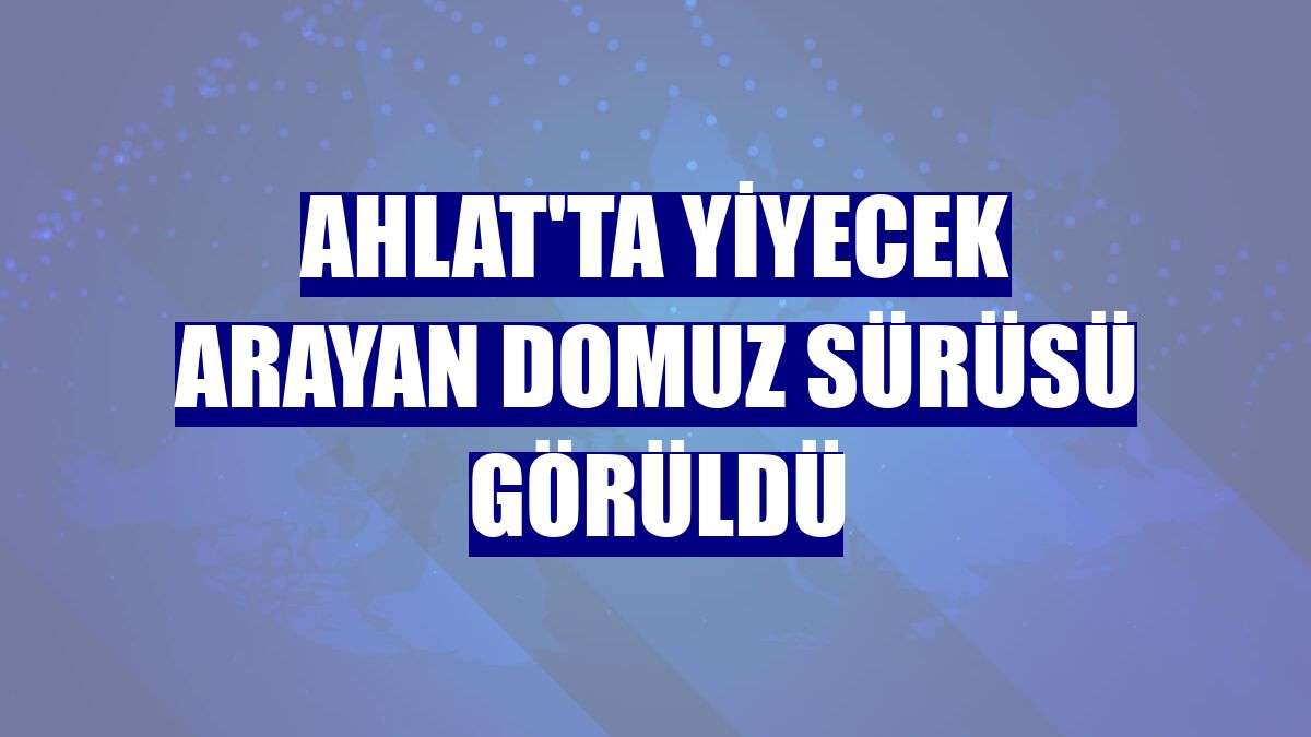 Ahlat'ta yiyecek arayan domuz sürüsü görüldü