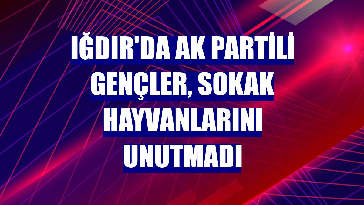 Iğdır'da AK Partili gençler, sokak hayvanlarını unutmadı