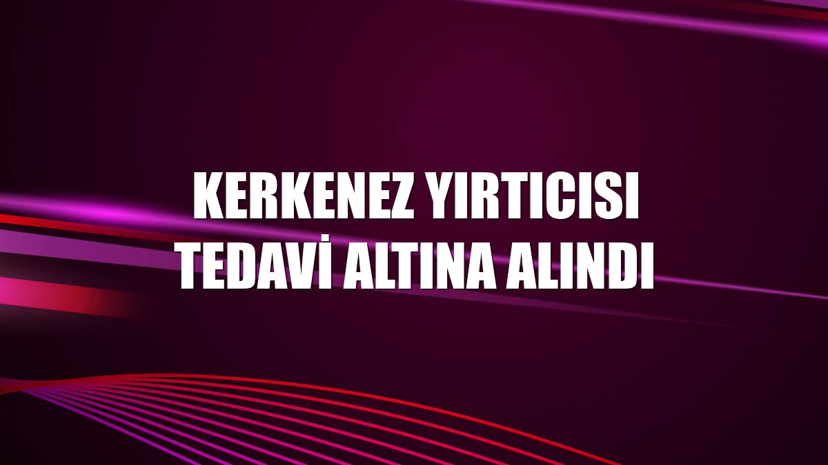 Kerkenez yırtıcısı tedavi altına alındı