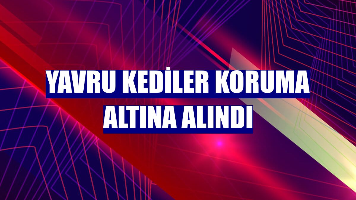 Yavru kediler koruma altına alındı