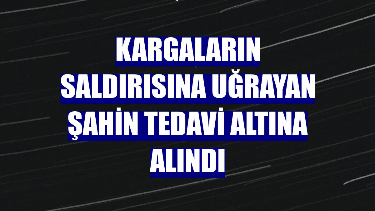 Kargaların saldırısına uğrayan Şahin tedavi altına alındı