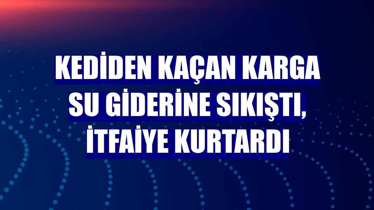 Kediden kaçan karga su giderine sıkıştı, itfaiye kurtardı