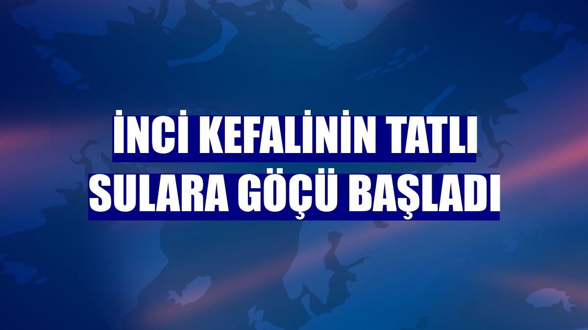 İnci kefalinin tatlı sulara göçü başladı