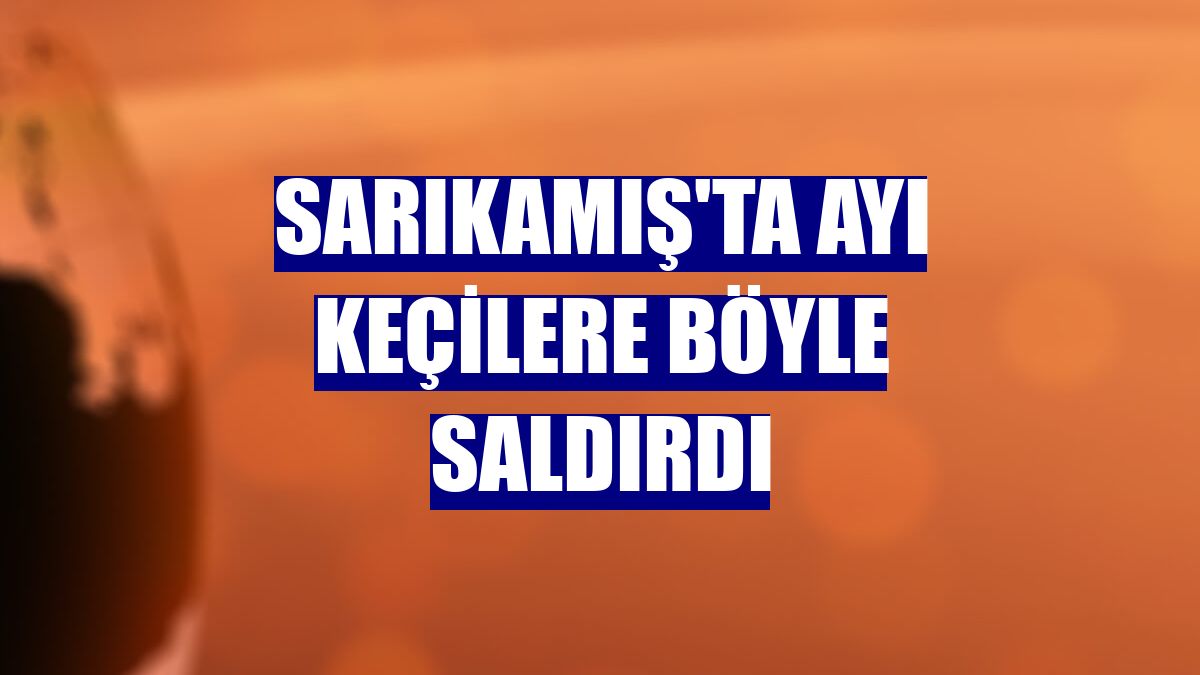 Sarıkamış'ta ayı keçilere böyle saldırdı