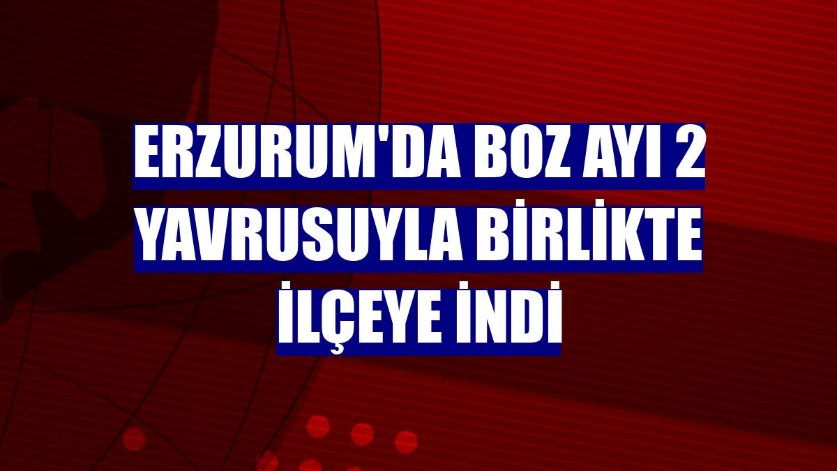 Erzurum'da boz ayı 2 yavrusuyla birlikte ilçeye indi