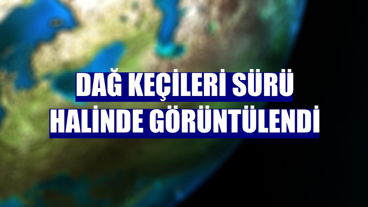 Dağ keçileri sürü halinde görüntülendi
