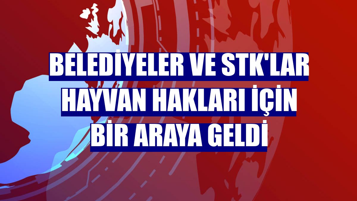 Belediyeler ve STK'lar hayvan hakları için bir araya geldi