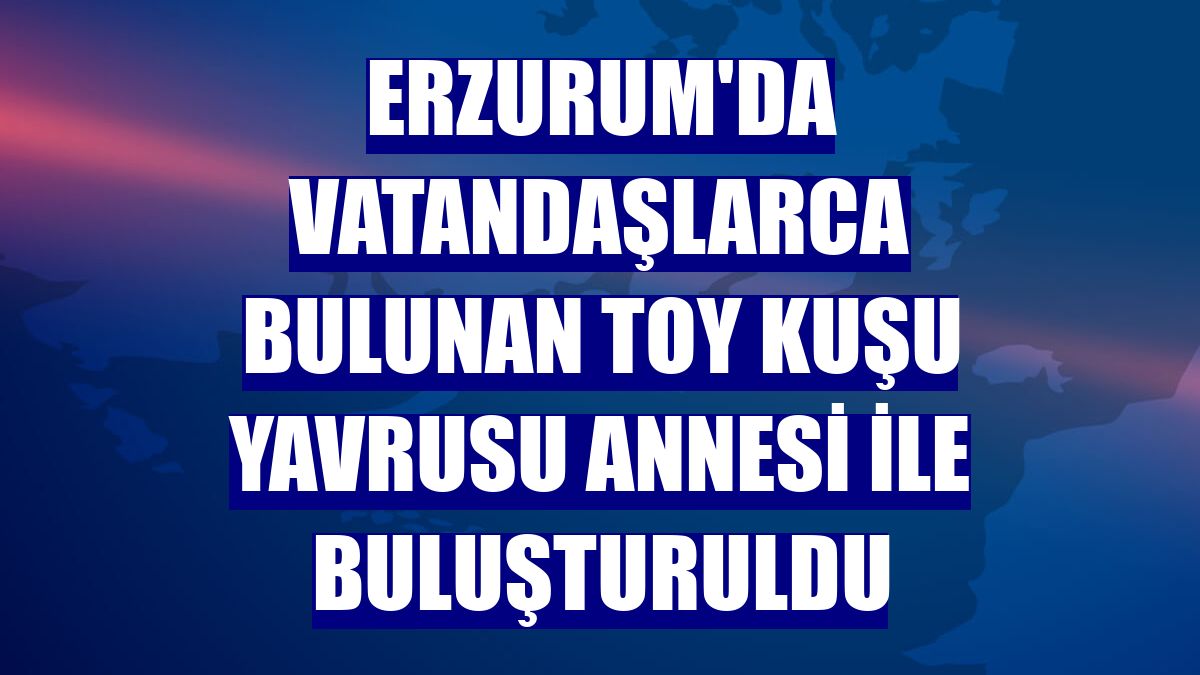 Erzurum'da vatandaşlarca bulunan toy kuşu yavrusu annesi ile buluşturuldu