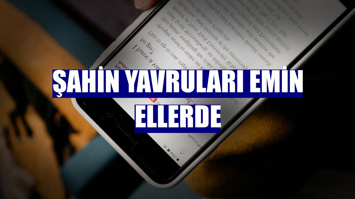 Şahin yavruları emin ellerde