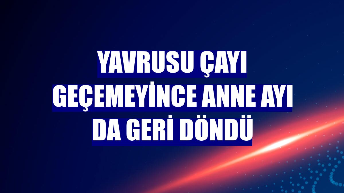 Yavrusu çayı geçemeyince anne ayı da geri döndü