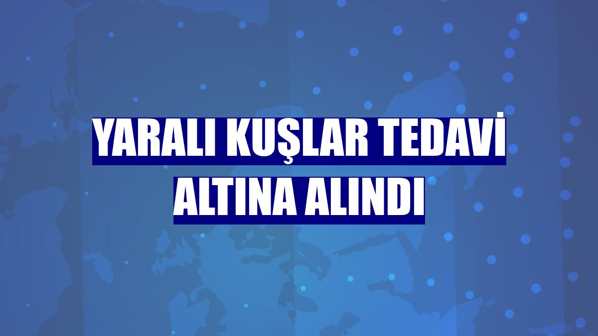 Yaralı kuşlar tedavi altına alındı