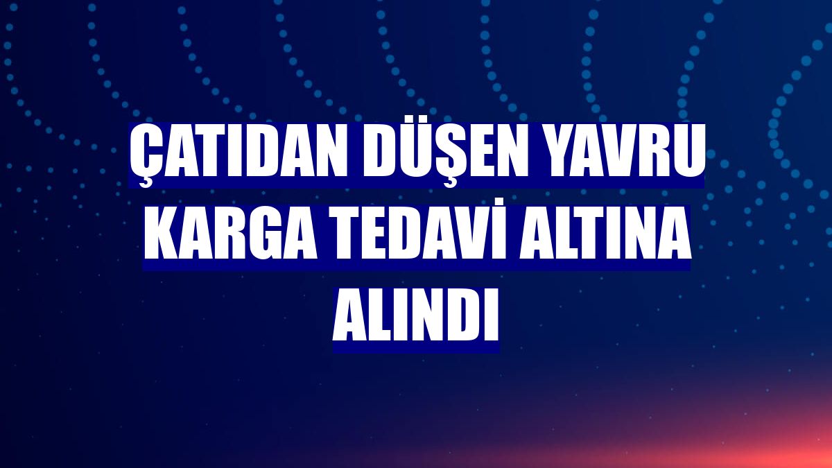 Çatıdan düşen yavru karga tedavi altına alındı