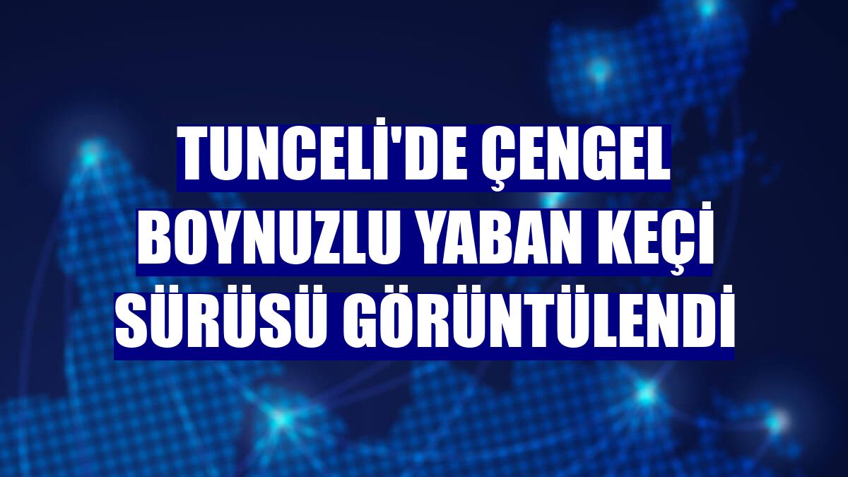 Tunceli'de çengel boynuzlu yaban keçi sürüsü görüntülendi