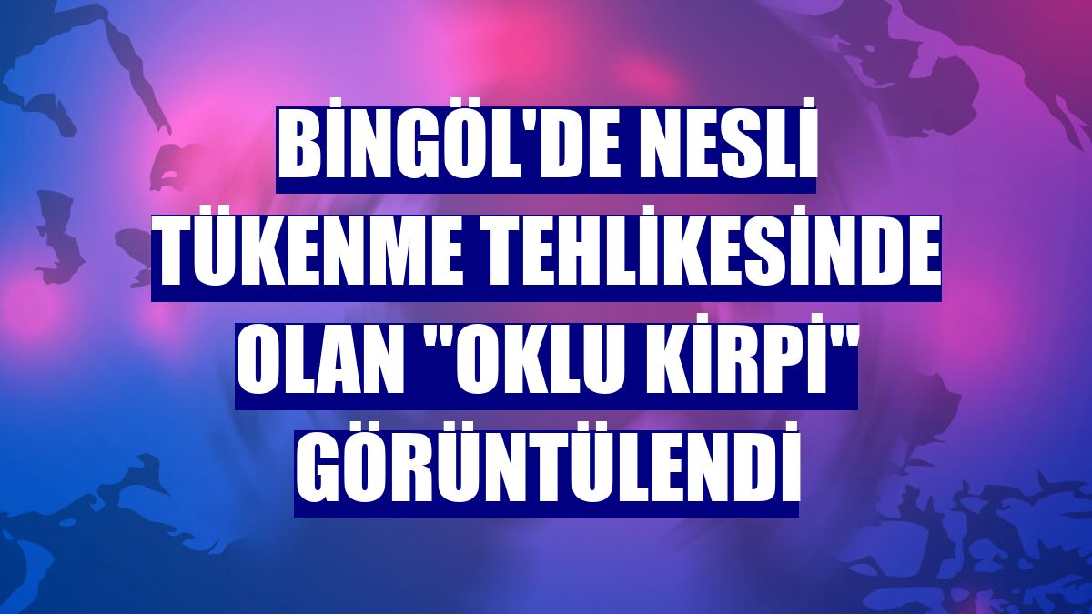 Bingöl'de nesli tükenme tehlikesinde olan "Oklu Kirpi" görüntülendi