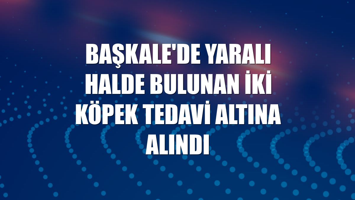 Başkale'de yaralı halde bulunan iki köpek tedavi altına alındı